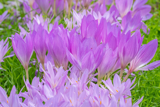 Autumn crocus / meadow saffron (Colchicum autumnale / Colchicum multiflorum), toxic autumn-blooming herbaceous perennial resembling true crocuses