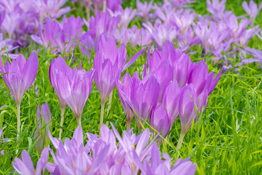Autumn crocus / meadow saffron (Colchicum autumnale / Colchicum multiflorum), toxic autumn-blooming herbaceous perennial resembling true crocuses