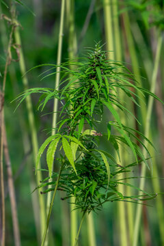 Industrial hemp buds (Cannabis sativa) grown for paper, rope, textiles, clothing, biodegradable plastics, paint, insulation, biofuel, food and fodder