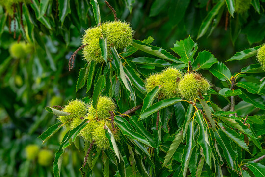 Sweet chestnut tree / Spanish chestnut / European chestnut (Castanea sativa) close-up of branches laden with spiny cupules in early autumn / fall
