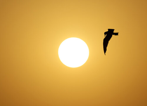 White-cheeked Tern and dramatic sun at Tubli bay, Bahrain