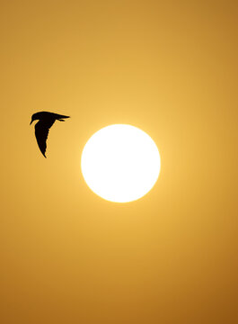 Silhouette of White-cheeked Tern flying during sunrise at Tubli, Bahrain