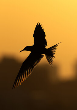 White-cheeked Tern flying at Tubli bay during sunrise, Bahrain