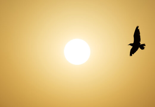 White-cheeked Tern flying against the dramatic sun at the backdrop, Tubli bay, Bahrain