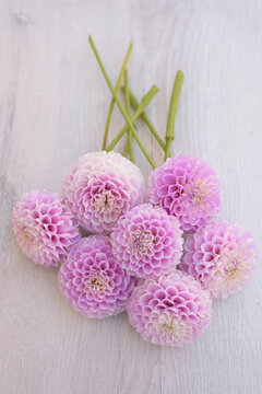 Lovely Lavender Dahlia Flowers Resting Upward View