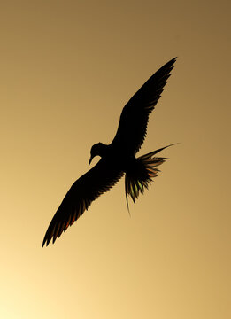 A backlit image of White-cheeked Tern flying during sunrise at Tubli bay, Bahrain