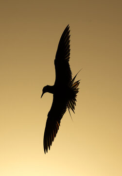 A backlit image of White-cheeked Tern flying during sunrise at Tubli bay, Bahrain