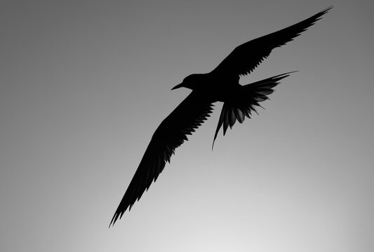 A backlit image of White-cheeked Tern flying during sunrise at Tubli, Bahrain
