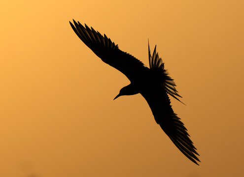 ASilhouette of White-cheeked Tern flying during sunrise at Tubli, Bahrain