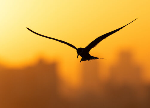 A backlit image of White-cheeked Tern flying during sunrise at Tubli, Bahrain