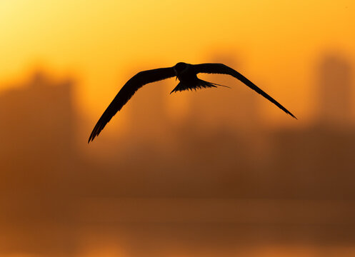 Silhouette of  White-cheeked Tern flying during sunrise at Tubli, Bahrain