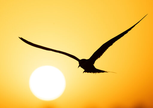 White-cheeked Tern and the sun at Tubli bay, Bahrain