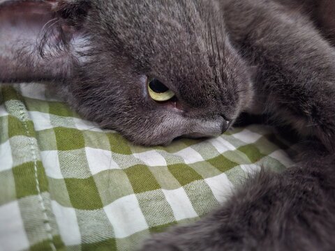 Close-up of a grey cat lying down on a green and white plaid checkered pillow or fabric. Pet animal, feline portrait, resting cat, domestic animal, and home comfort concept