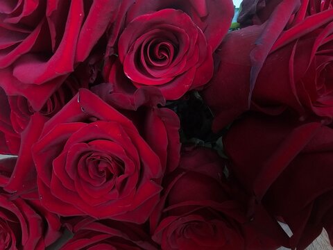 Red roses arranged closely together in a bouquet concept