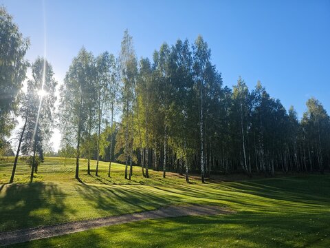 Sunny day in a park with trees and grass in a natural