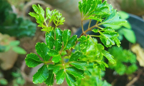 Vibrant Green Ming Aralia Leaves in Garden Pot Close Up Macro Photography Outdoor Nature Growth