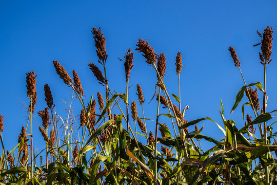 Low angle view of ripe red sorghum panicles growing in an agricultural field against a clear blue sky background. Cultivated grain crop plantation during harvest season in Brazil.