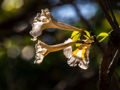 Beautiful close-up of white ipe tree blossoms (Tabebuia roseo-alba) on a branch with flower buds during the selective blooming season, with a natural blurred background, shot in Brazil.