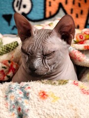 Close-up of a cat relaxing on a blanket © Fotograf
