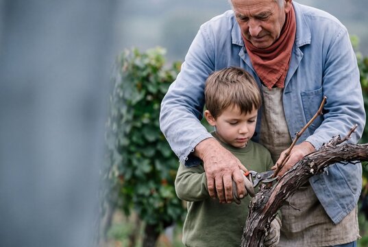 Senior farmer teaching his young grandson how to prune grapevines using shears in a rural vineyard
