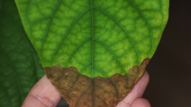 Macro video of a green plant leaf being held between fingers, revealing extensive brown discoloration and dry tissue along the edges and lower section