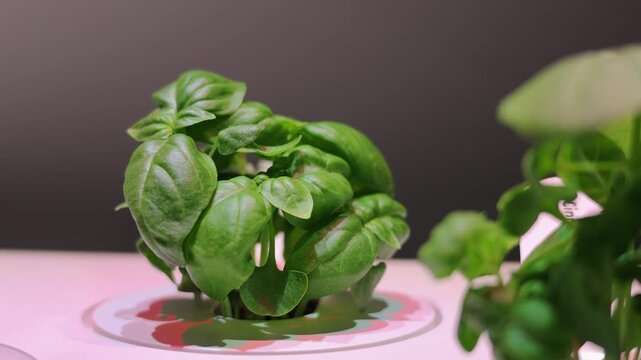 Close-up video of fresh basil plants growing in a modern indoor hydroponic system under artificial lighting