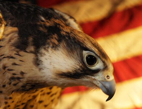 Lanner falcon (falco biarmiscus) close-up of head in front of American flag
