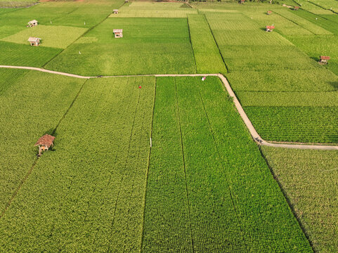 Aerial view of Munjungan Rice Fields with lush green paddies, small wooden huts, and narrow dirt paths in Munjungan, East Java, Indonesia.
