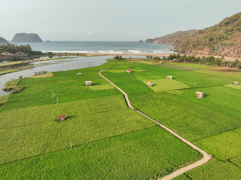 Aerial view of Munjungan Rice Fields with small wooden huts, lush green paddies, a winding path, and the nearby coastline in Munjungan, East Java, Indonesia.