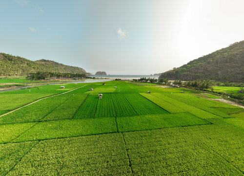 Aerial view of Munjungan Rice Fields with lush green paddies, small huts, and surrounding hills near the coast in Munjungan, East Java, Indonesia.