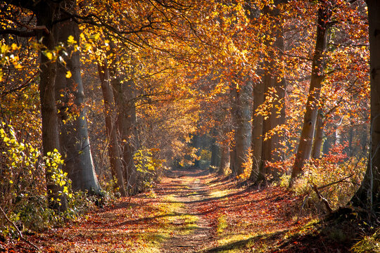 Sunlight shining through the trees in a forest with fallen leaves on a path during Autumn.