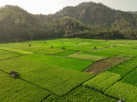 Aerial view of Munjungan Rice Fields with lush green paddies, small wooden huts, and surrounding forested hills in Munjungan, East Java, Indonesia.