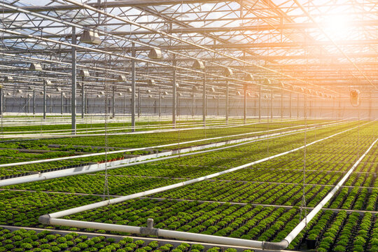 Industrial greenhouse with rows of green crops under glass, illuminated by sunlight streaming through the roof.