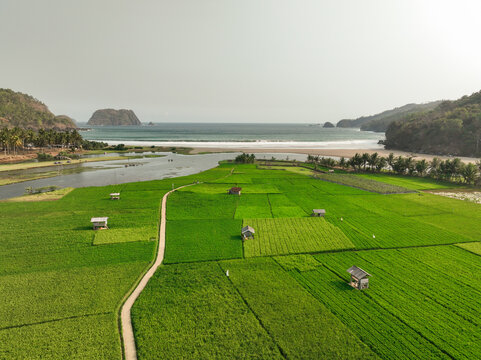 Aerial view of Munjungan Rice Fields with lush green paddies, small wooden huts, and a winding path leading towards the coastal beach and ocean in Munjungan, East Java, Indonesia.
