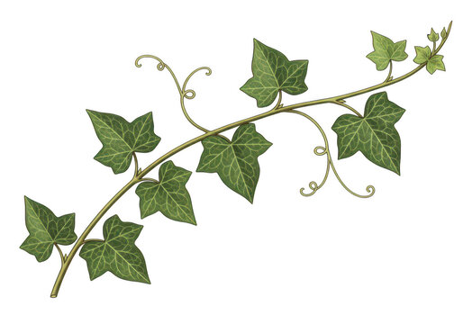 Ivy leaf branch decorative isolated on transparent background