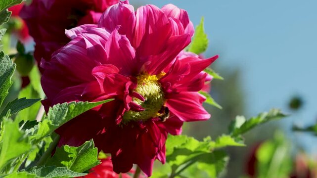 Close-up of a vibrant red dahlia flower with a bee collecting nectar in a sunny garden, surrounded by green leaves and soft natural bokeh.