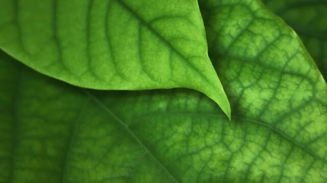 Extreme close-up video of a green plant leaf, revealing an intricate network of veins and subtle variations in surface texture. The frame creates an abstract botanical pattern with natural detail 