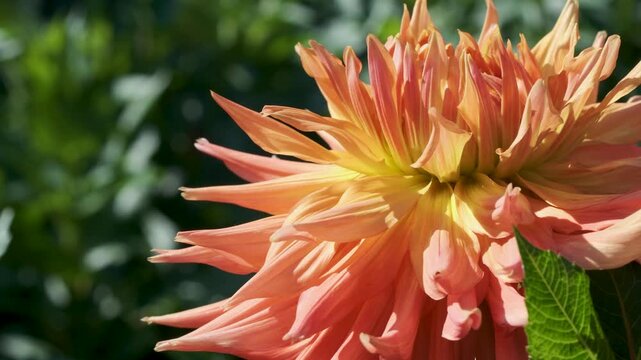 Close-up of a vibrant orange dahlia flower illuminated by warm summer sunlight, with detailed layered petals and a softly blurred green garden background.