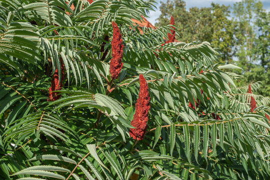 Rhus typhina Essigbaum Detail weiblicher Bl&uuml;tenstand