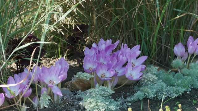 Delicate lilac colchicum flowers blooming among tall ornamental grasses, with the surrounding vegetation gently swaying in the breeze in a botanical garden.