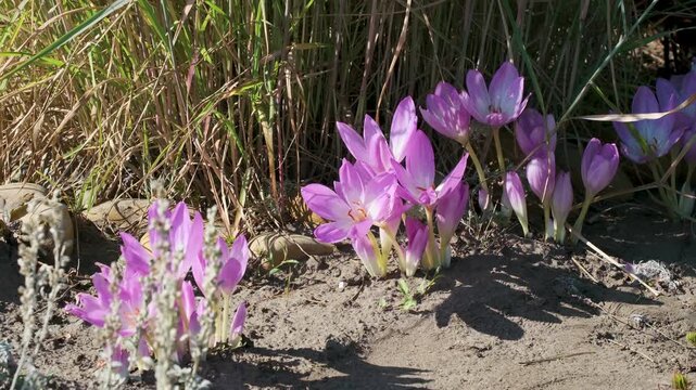 Lilac colchicum flowers blooming in clusters among tall grasses and dry soil in a botanical garden, illuminated by warm autumn sunlight.