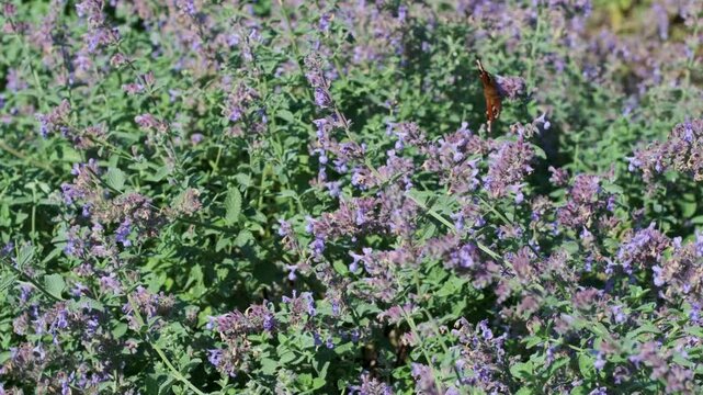 Red admiral butterfly flying among blooming purple catmint flowers in a sunny botanical garden, surrounded by lush green foliage.