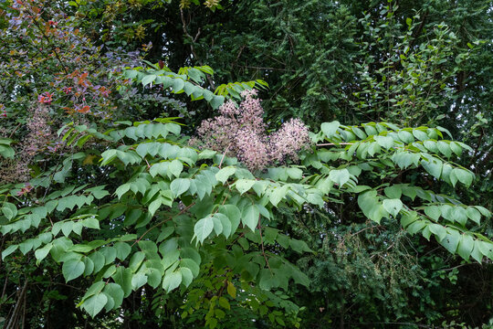 Aralia elata Japanische Aralie Detail Bl&uuml;tenstand mit Frucht