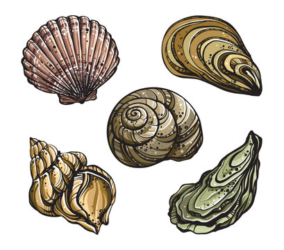 Colorful stylized seashells vector set. Decorative marine shell icons and graphic design elements isolated on white background.