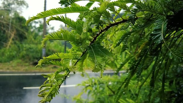 Raindrops on feathery gooseberry leaves along roadside after monsoon rain closeup