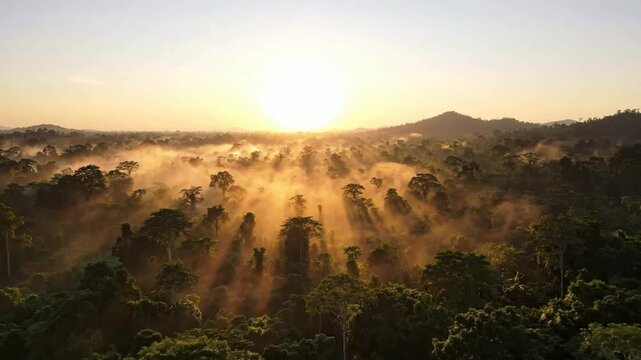 Aerial view of tropical rainforest at sunrise with morning mist and golden sun rays over lush jungle canopy