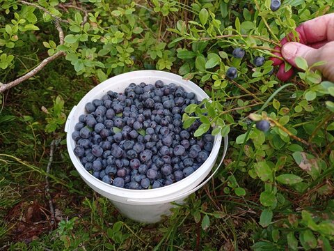 Close up of a white bucket full of Bilberries and a person's hand holding a Bilberry branch. 