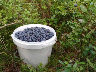 Close up of a white bucket full of Bilberries. The bucket is on the ground among the blueberry bushes. © Kati Maria