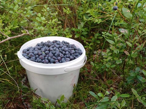 Close up of a white bucket full of Bilberries. The bucket is on the ground among the blueberry bushes.