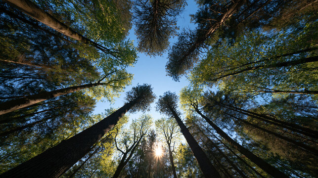 Low Angle View of Tall Trees in Green Forest